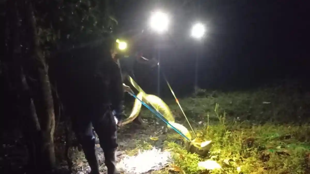 Damkar Lingga Evakuasi Ular Piton 4 Meter di Atap Kandang Ayam Warga Desa Merawang