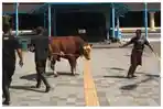 sapi-titiek-ngambek-di-solo.jpg