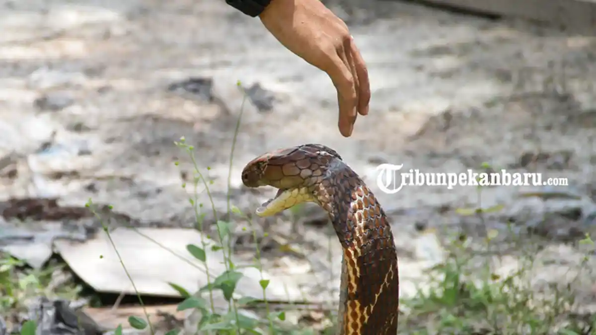 Pernah Taklukkan King Kobra Sepanjang 4 Meter di Pelalawan, Ini yang Bikin Amar Suka Ular