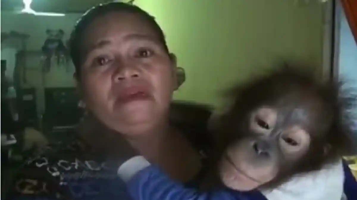 Netizen Ikut Nangis! Momen Perpisahan Seorang Ibu dengan Orangutan Ini Jadi Viral