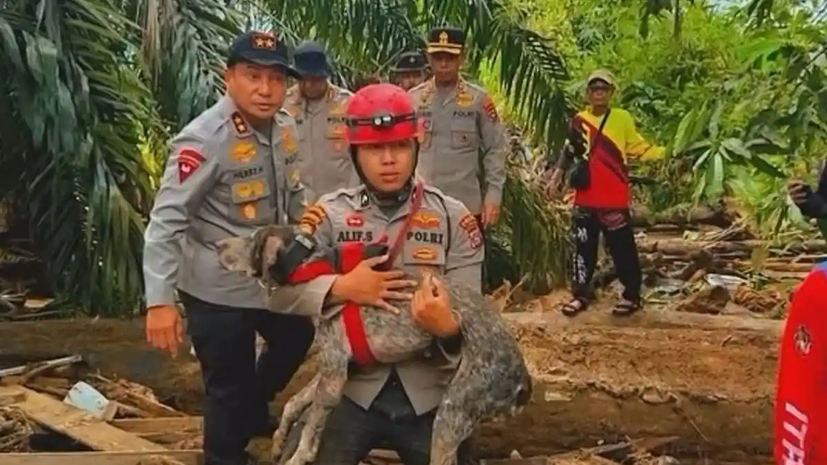 Nasib Reno, Anjing Pelacak Polda Riau yang Gugur Saat Cari Korban ...