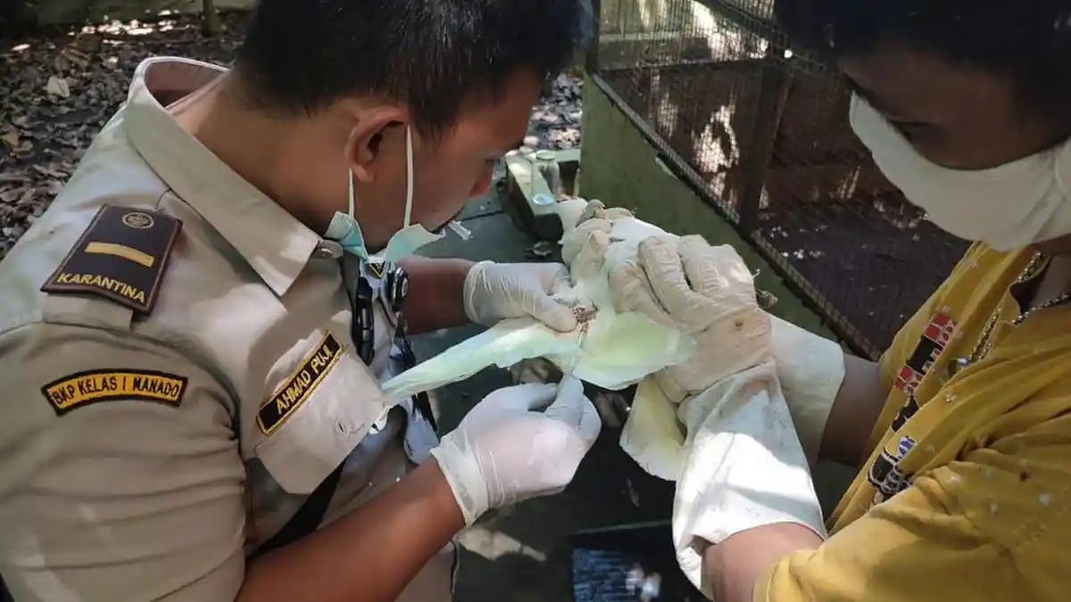Karantina Pertanian Manado - BKSDA Sulut Translokasi 107 Satwa Endemik Papua 