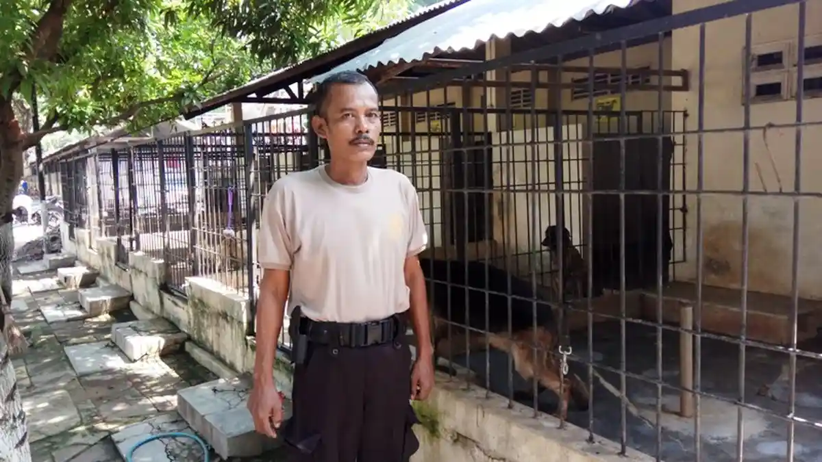 Ternyata Anjing-anjing Milik Polisi Punya Masa Operasional, Sampai Berapa Lama Bertugas?