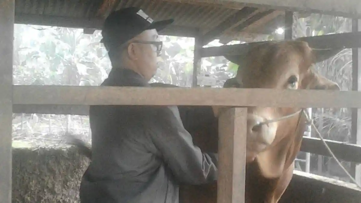 Inilah Penampakan Hewan Kurban Terbesar di Kampar, Berapa Beratnya?