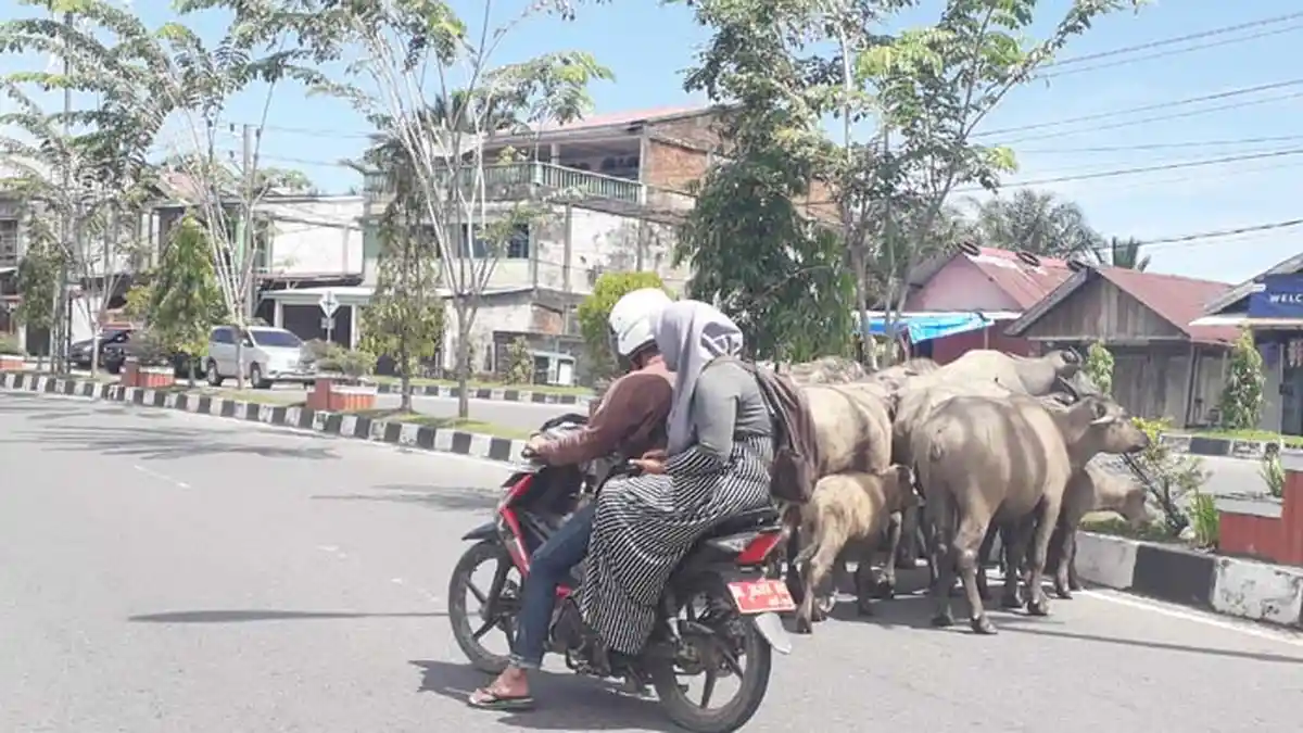 Ternak Berkeliaran, Kinerja Satpol PP Dipertanyakan