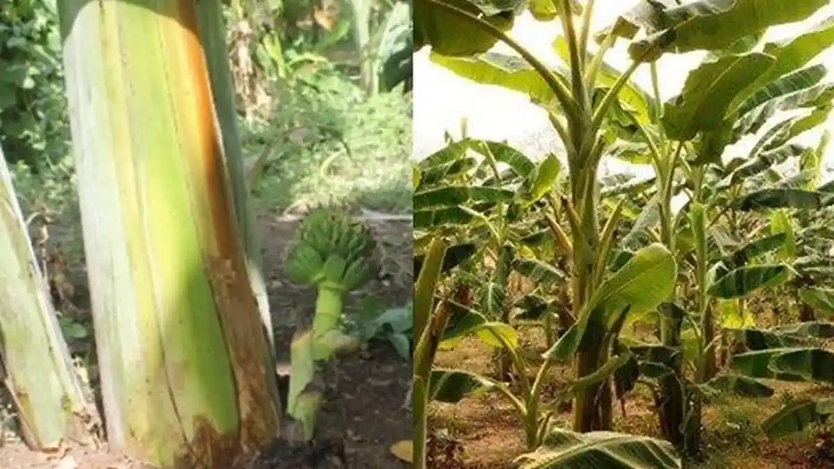 Biasanya Dibuang, Tak Disangka Batang Pisang di Daerah Ini Dijual Setara Daging Sapi, Punya Khasiat!