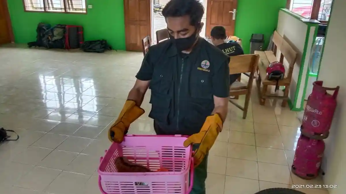 Warga Kabupaten Agam Selamatkan Kukang dari Kabel Listrik, Khawatir Tersetrum Aliran Listrik