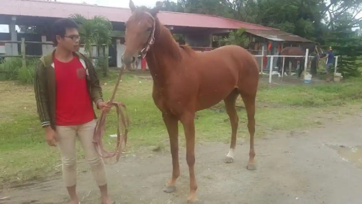 Eclipse Stable Targetkan Tiga Gelar Dari Empat Kuda Di Pacuan Menado