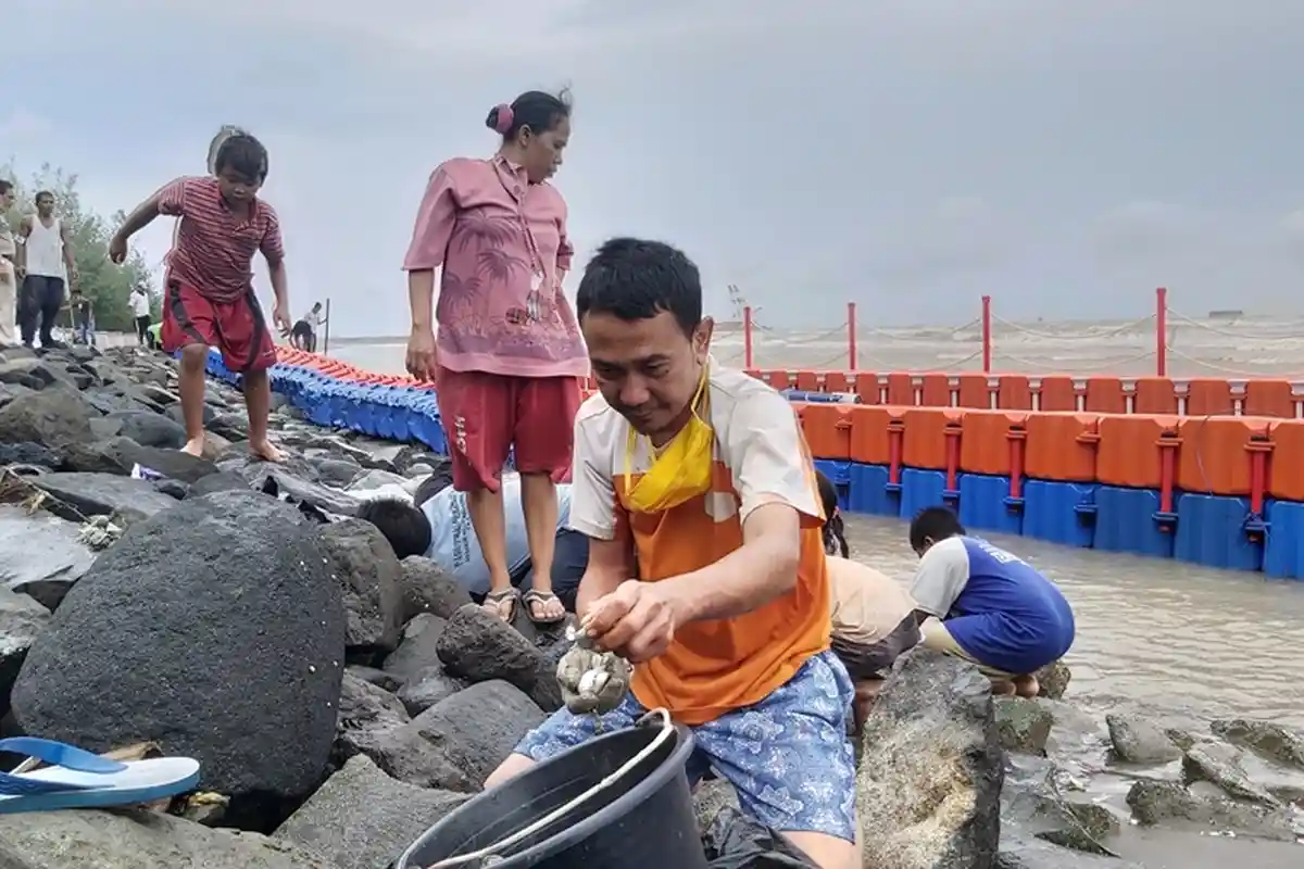 Ada Ombak Besar Justru Jadi Rezeki Warga Kota Tegal, Beramai-ramai Berburu Kerang Bangkang
