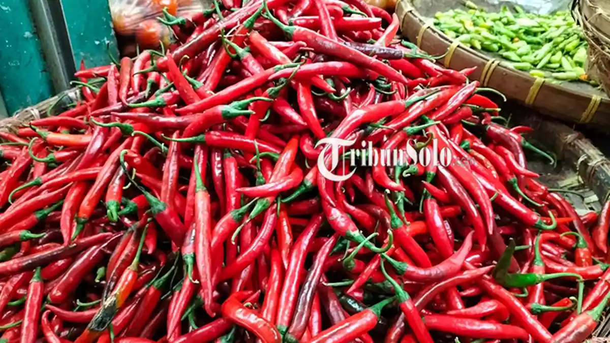Harga Cabai Merah Besar di Pasar Bunder Sragen Naik Dua Kali Lipat: Kini Rp 32 Ribu per Kg