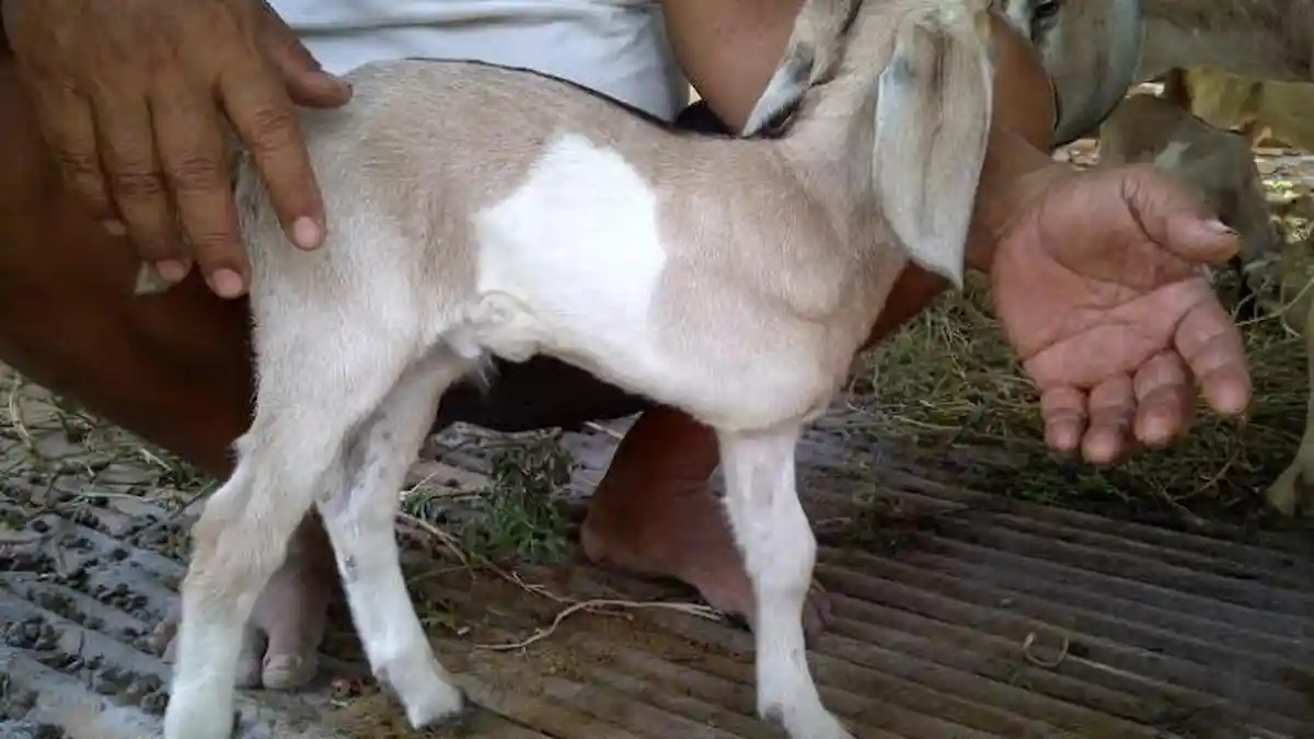 Heboh Anak Kambing Berkaki Tiga Ini di Grobogan