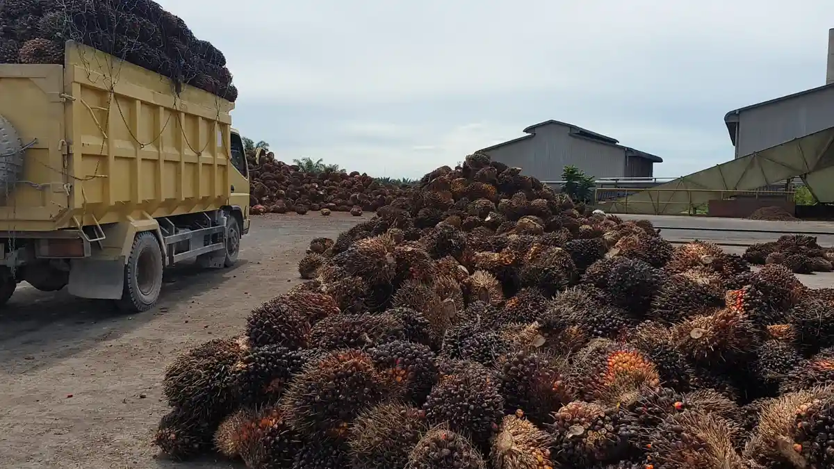 Lowongan Kerja Kalimantan Utara di Perusahaan Kelapa Sawit PT Central Cipta Murdaya, Cek Syaratnya