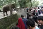 Libur Idul Fitri di Taman Margasatwa Ragunan