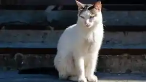 Sari-Ibu-2-Anak-Meninggal-Dunia-setelah-Digigit-Kucing-Liar-saat-Cuci-Baju-Luka-Kecil-Jadi-Petaka.jpg