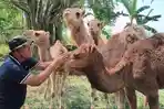 Unta-Mojokerto-Kasat-Reskrim-Polrestabes-Surabaya.jpg