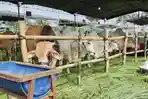 Suasana-kontes-sapi-yang-digelar-di-lapangan-Desa-Wonorejo-Kecamatan-Wates-Kediri.jpg