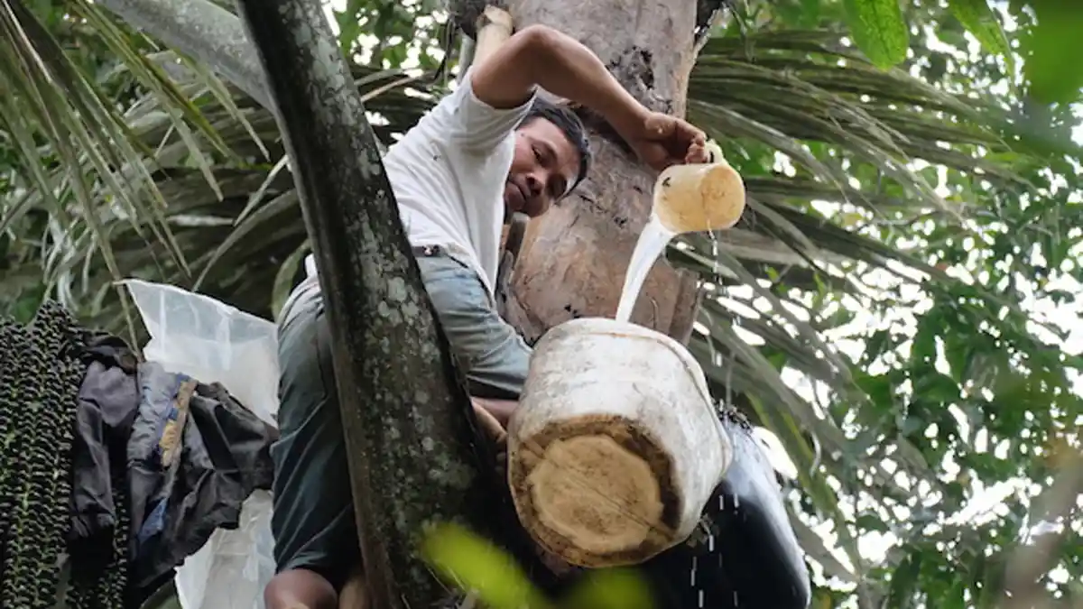 Tuak dan Arak Bakal Dilarang, Konsumsi Minol tanpa Izin Bisa Dihukum 2 Tahun Didenda Rp 50 Juta