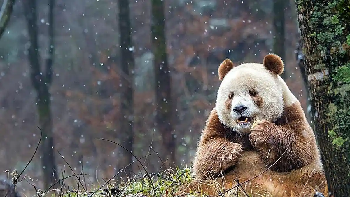 Langka! Inilah Satu-satunya Panda yang Punya Warna Putih-Cokelat, Gemas!