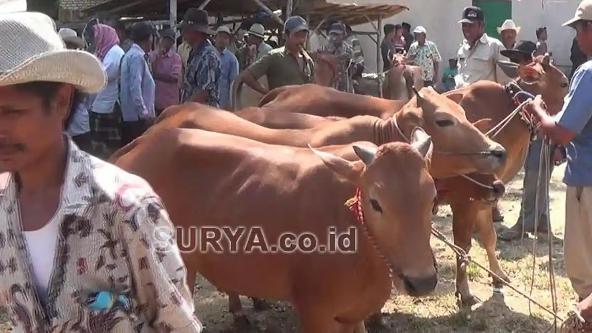 Daging Sapi Madura Terbaik se-Jatim, Sapi Bali Terbaik se-Indonesia