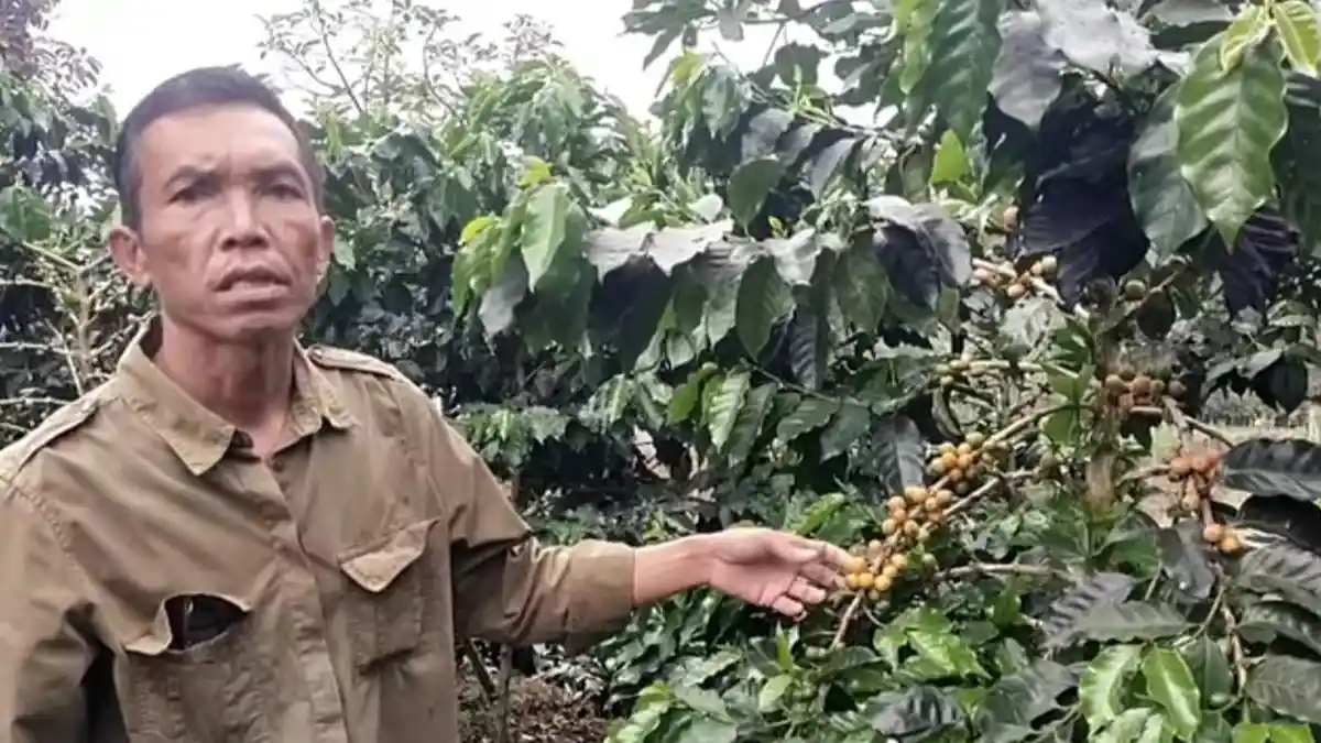 Harga Kopi di Pagar Alam Kini Capai Rp58 Ribu per Kilo, Jelang Akhir Musim Panen - Tribunsumsel.com
