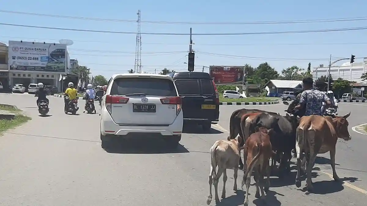 Hewan Ternak Berkeliaran Ganggu Pengguna Jalan di Pidie, Dewan Menilai Qanun Harus Direvisi