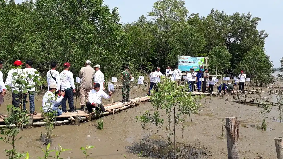 Pulihkan DAS, BPDASHL Batanghari Tanam Pohon Mangrove di Pelabuhan Roro Kuala Tungkal