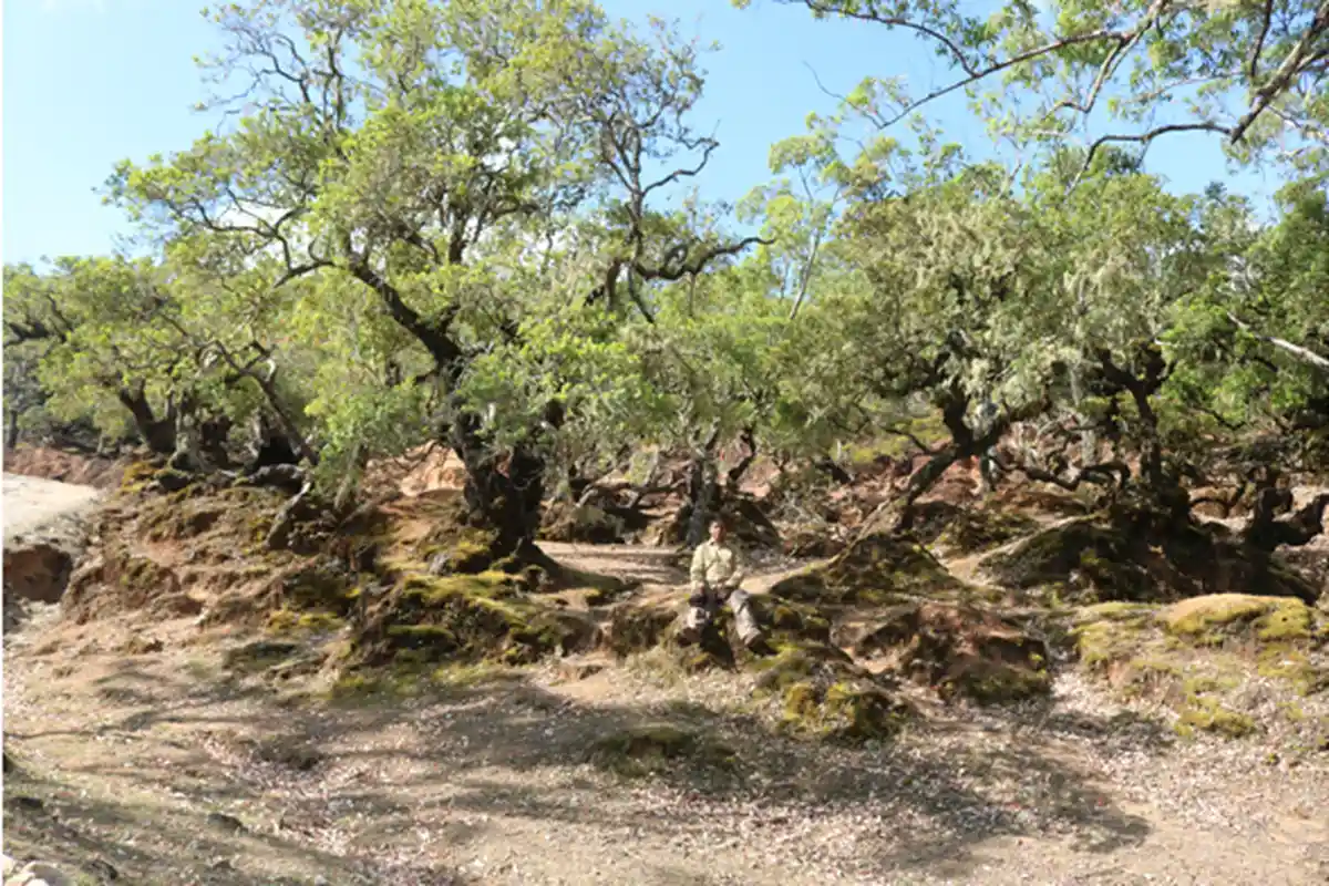 Opini: Cagar Alam Mutis, Peradaban Kuno Timor yang Tersisa