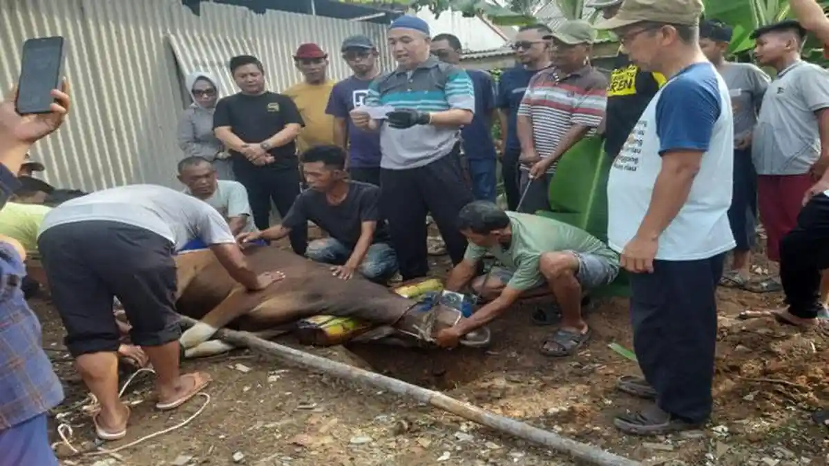 Idul Adha 2024, Teddy Jun Askara Berkurban Sapi di Perumahan Pokel Tanjungpinang