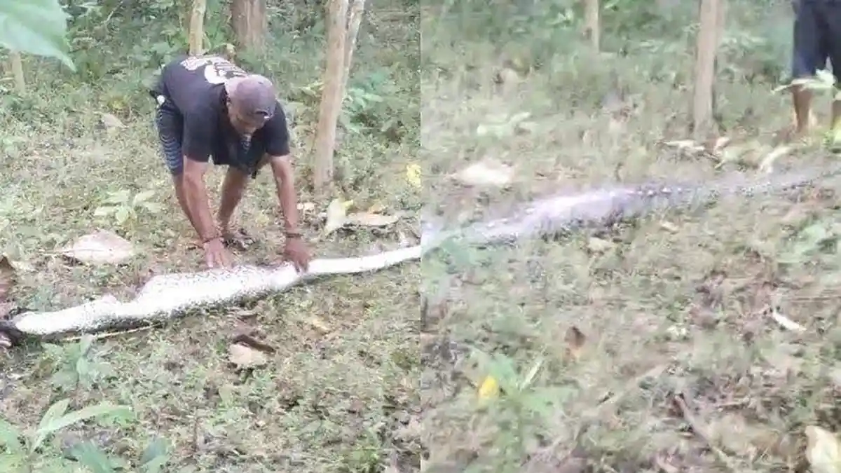 Suara Auman Sapi Ungkap Keberadaan Ular Piton yang Sedang Mangsa Ternak