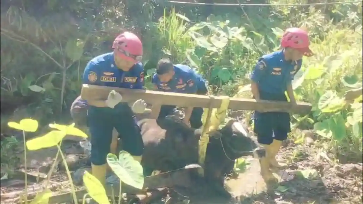Momen Pemadam Kebakaran di Padang Sumbar Evakuasi Sapi Hamil di Dalam Lumpur, Digotong Pakai Kayu