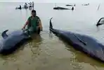 puluhan-ikan-paus-yang-mati-terdampar-di-oesisir-pantai-desa-pangpajung.jpg