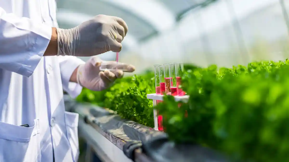 Bioteknologi Konvensional : Pengertian, Karakteristik dan Produknya, Materi Belajar Biologi Kelas 12