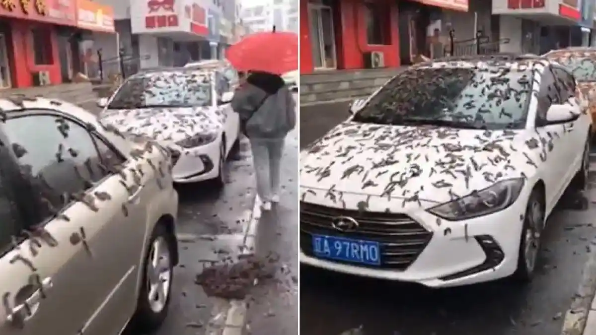 Viral Video Fenomena Hujan Cacing di China, Tuai Pro Kontra di Internet