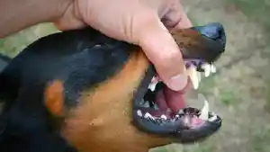 Ilustrasi-anjing-rabies.jpg