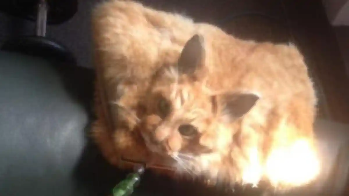 Dikecam, Kucing Mati Ditabrak Dijadikan Tas Tangan