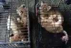 Penyelundupan Anak Singa dan Orangutan Berhasil Digagalkan