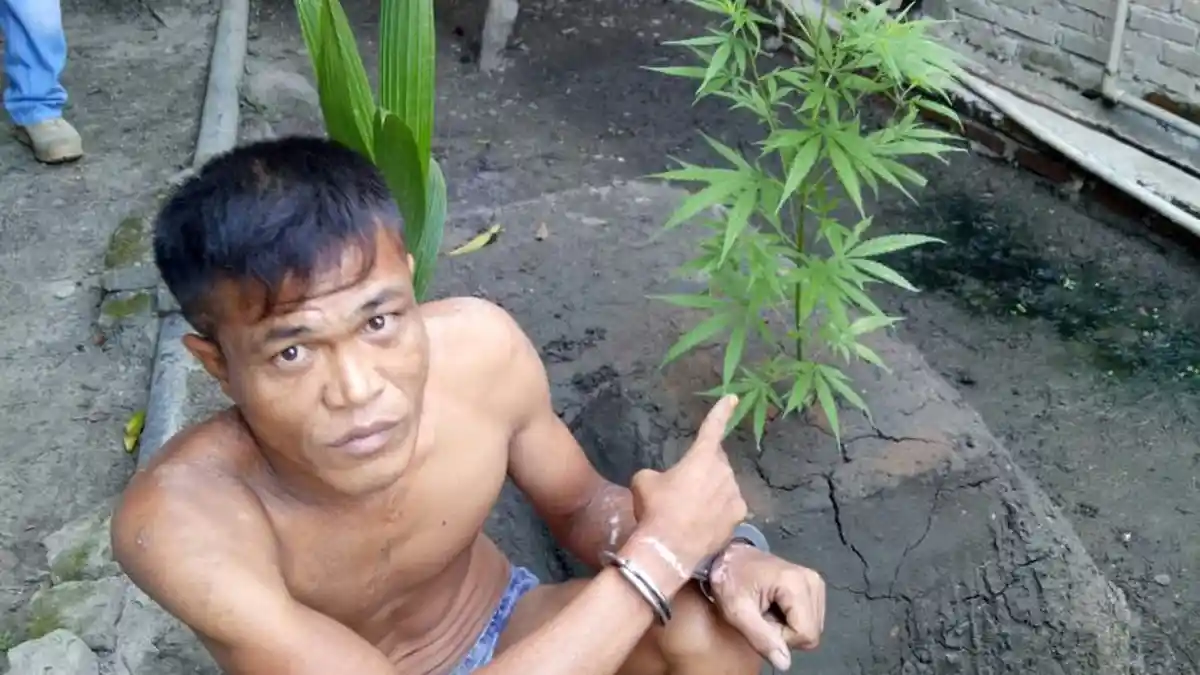 Nekat, Tanaman yang Ditanam di Belakang Rumah Ternyata Pohon Ganja