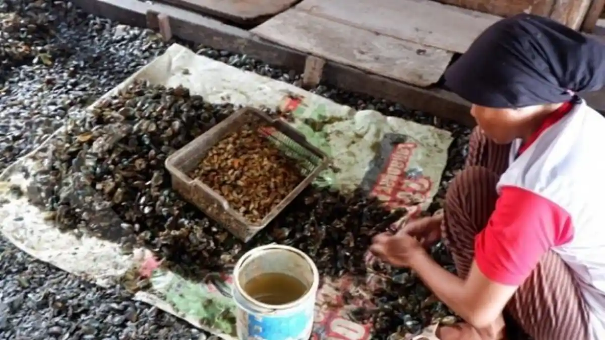 Menjernihkan Kembali Teluk Jakarta dengan Kerang Hijau