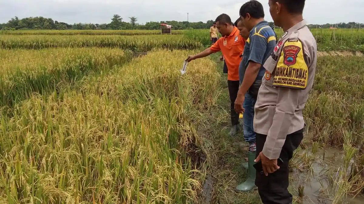 Penyebab Pria di Grobogan Meninggal Dunia di Sawah, Keluarga Menolak Autopsi