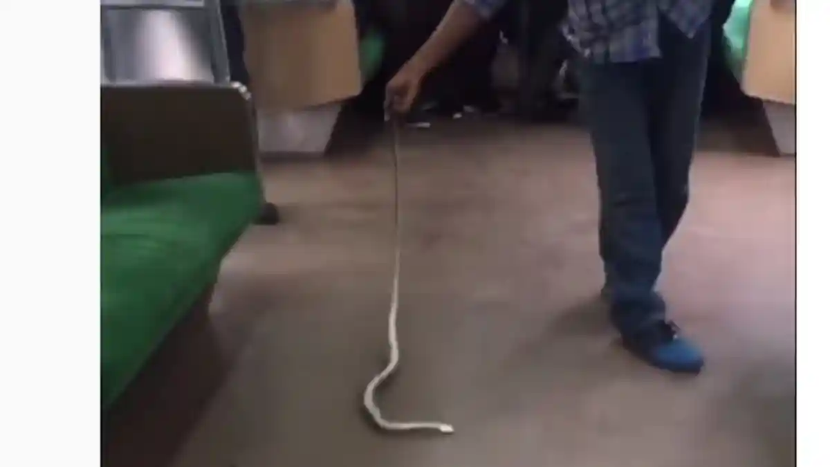 Penumpang KRL Terkejut Ada Ular di Dalam Kereta
