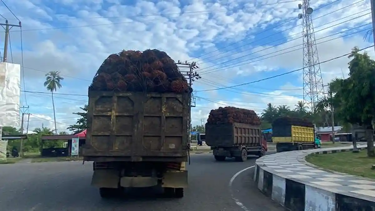 Daftar Harga TBS Sawit di Mukomuko Bengkulu Stagnan, Tertinggi Rp 2.720 per Kg