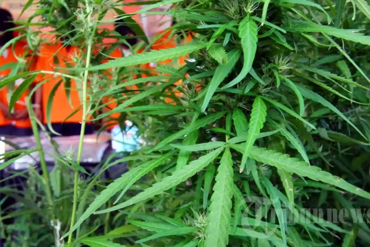 Guru SD di Bengkulu Tanam Ganja: Ditumpang Sari dengan Tanaman Cabai, Beralasan Usir Hama