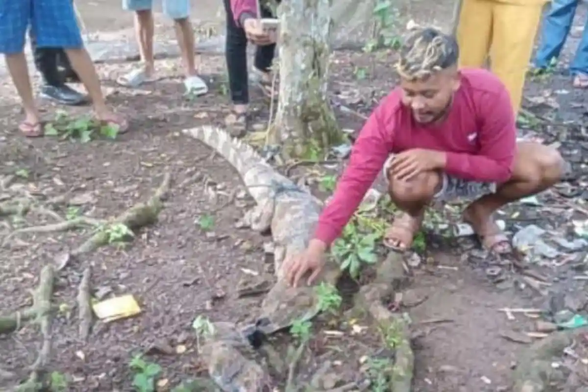 Warga Desa Cermin Alam Tebo Dihebohkan dengan Kemunculan Seekor Buaya