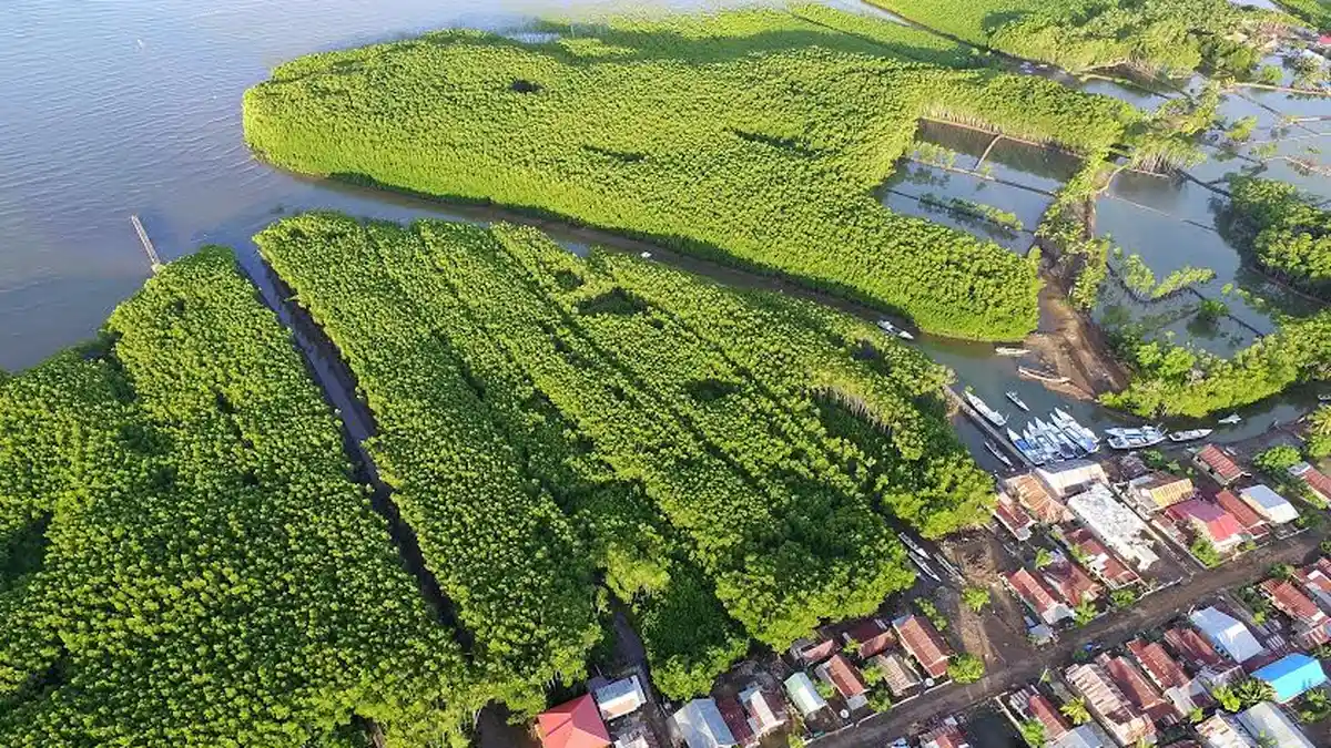 Hutan Bakau Tongke-Tongke Sinjai dari Udara, Bak Gugusan Pulau - hutan-mangrove-di-sinjai_20160425_202319.jpg