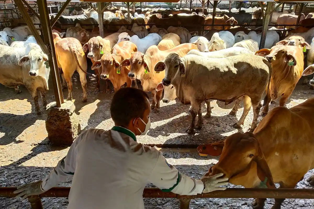 Cegah Penularan Penyakit Mulut dan Kuku, Seluruh Pasar Hewan di Klaten Ikut Lockdown 14 Hari