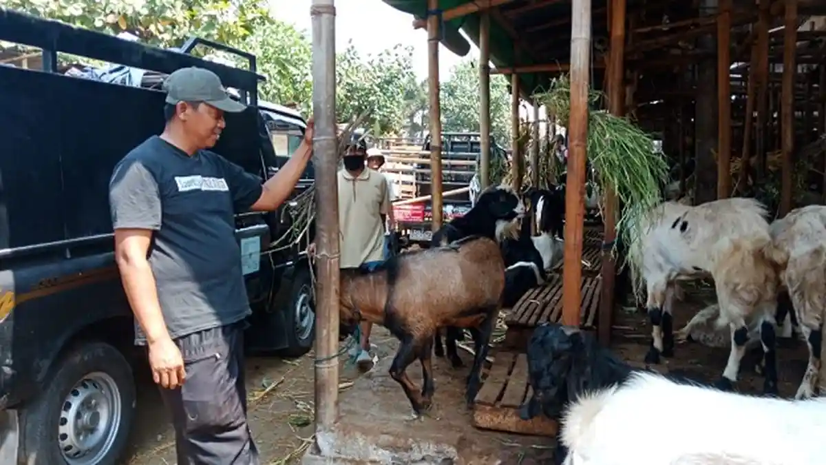 Apes! 3 Kambing Kurban Dagangannya Hilang Dicuri, Supardi Mengaku Sedih Tapi Ikhlas