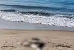 Jenazah-perempuan-tanpa-identitas-di-Cemoro-Sewu-Pantai-Sine-Tulungagung-Jumat-2952026.jpg