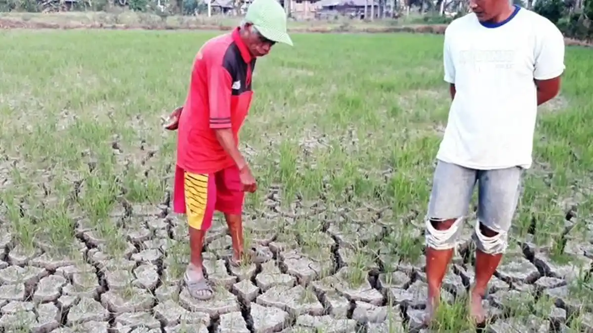 Musim Kemarau, Ratusan Hektar Padi Sawah di Luwu Terancam Mati