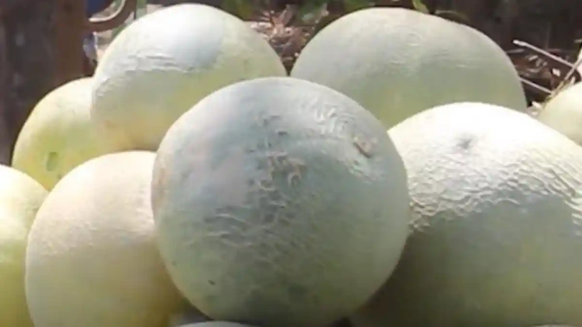 Ini 4 Daerah Penghasil Melon di Sulawesi Utara pada 2024
