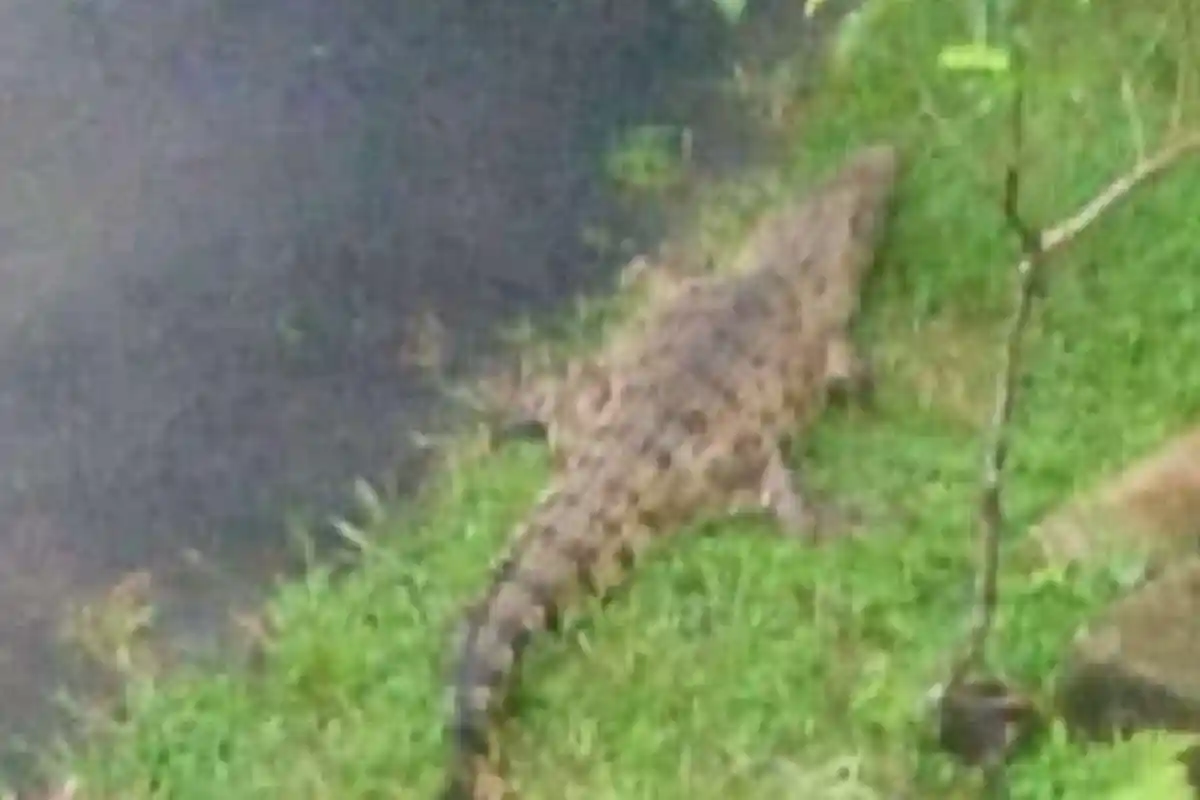 Warga Pidodo Demak Geger! Seekor Buaya Muncul di Area Persawahan, Belum Berhasil Ditangkap